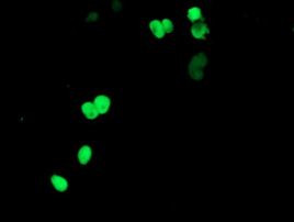 APEX1 Antibody in Immunocytochemistry (ICC/IF)