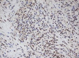 APEX1 Antibody in Immunohistochemistry (Paraffin) (IHC (P))