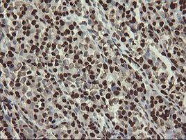 APEX1 Antibody in Immunohistochemistry (Paraffin) (IHC (P))