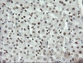 APEX1 Antibody in Immunohistochemistry (Paraffin) (IHC (P))