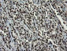 APEX1 Antibody in Immunohistochemistry (Paraffin) (IHC (P))