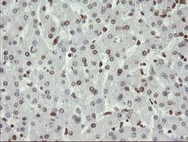 APEX1 Antibody in Immunohistochemistry (Paraffin) (IHC (P))