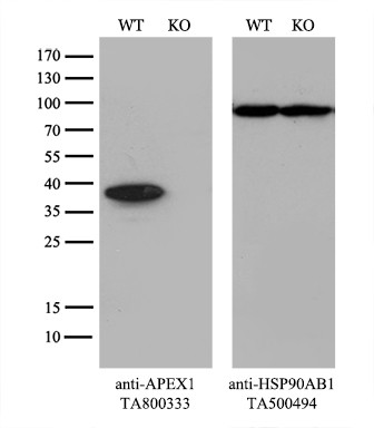 APEX1 Antibody