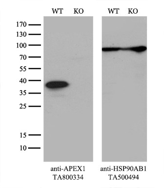 APEX1 Antibody