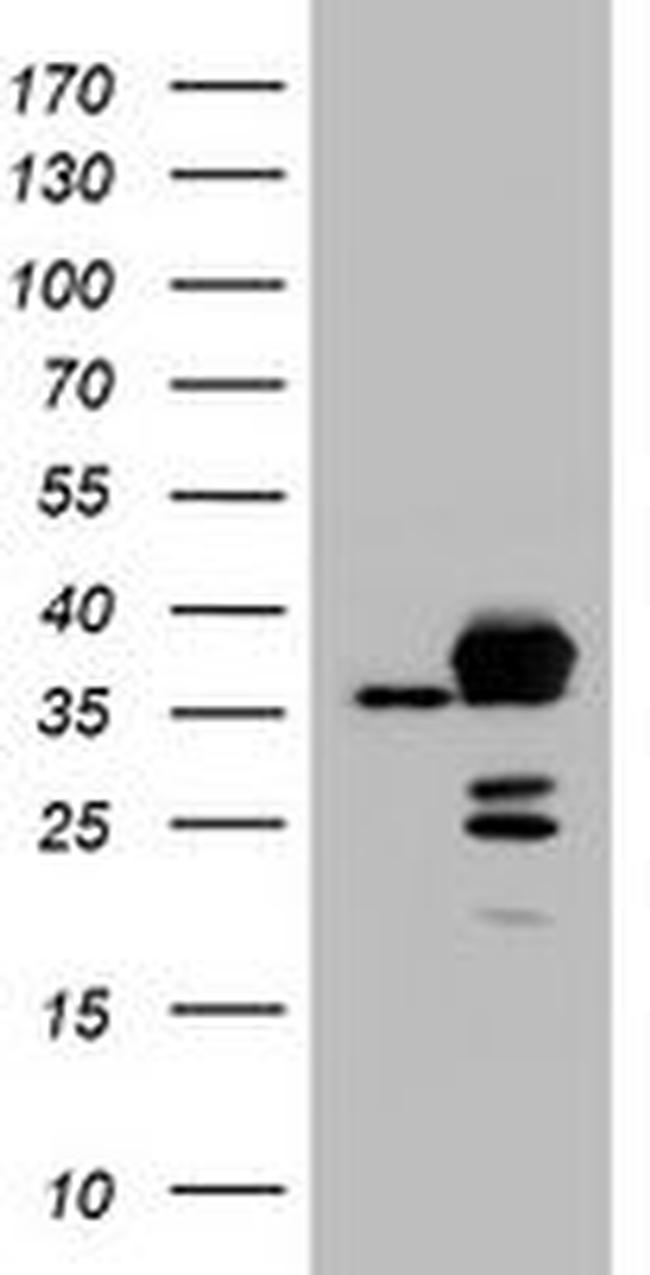 APEX1 Antibody in Western Blot (WB)