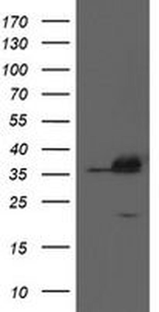 APEX1 Antibody in Western Blot (WB)