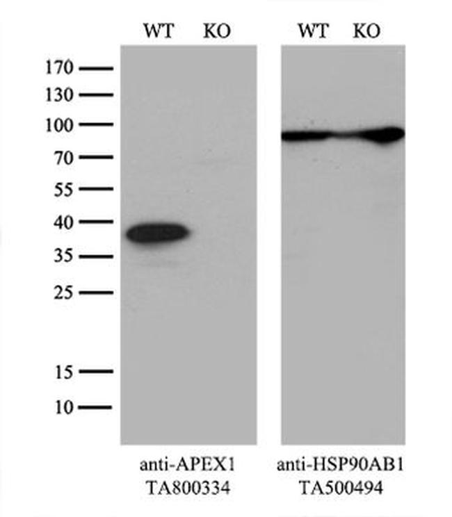 APEX1 Antibody in Western Blot (WB)