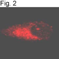 APH1 Antibody in Immunocytochemistry (ICC/IF)