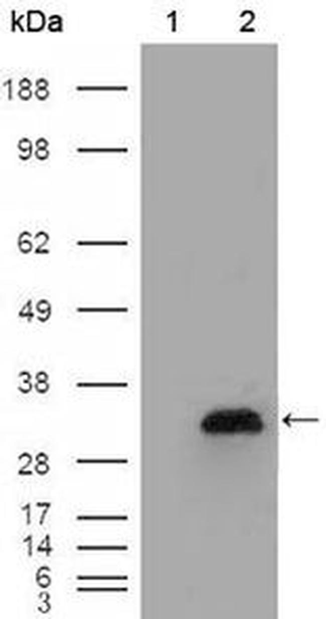 ApoA1 Antibody in Western Blot (WB)