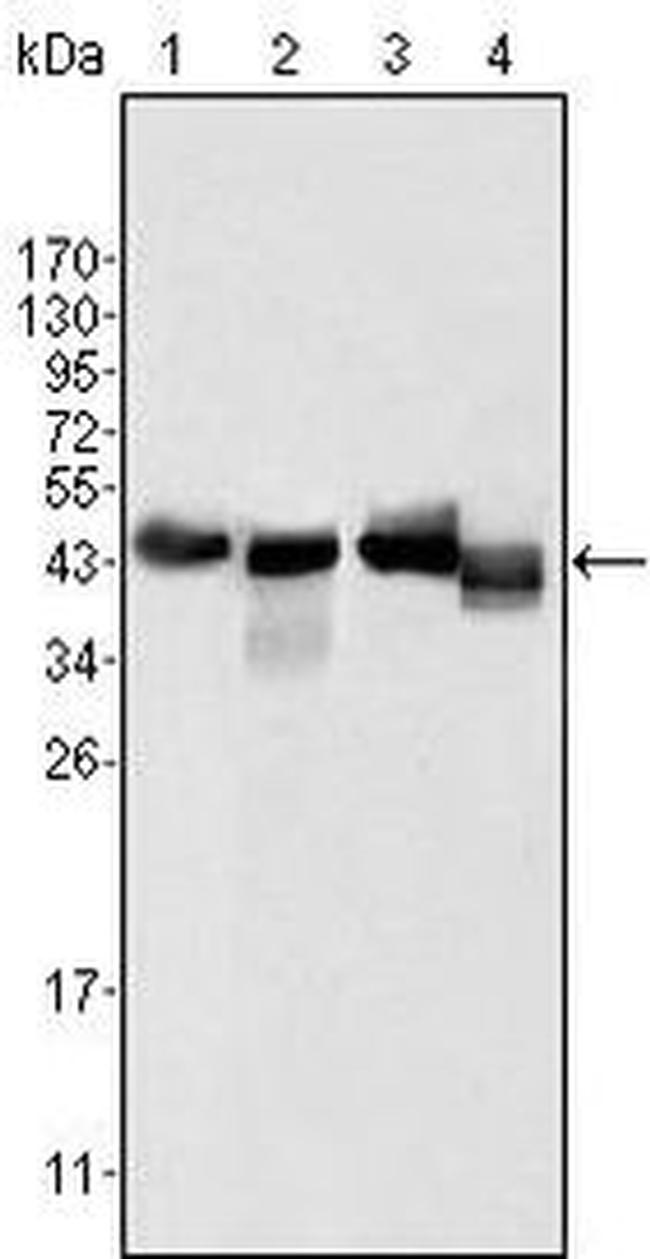 Apolipoprotein A4 Antibody in Western Blot (WB)