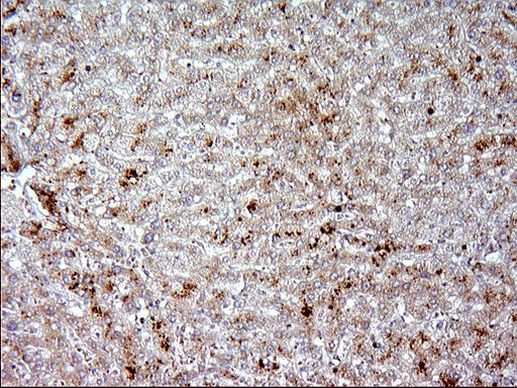 APOA5 Antibody in Immunohistochemistry (Paraffin) (IHC (P))