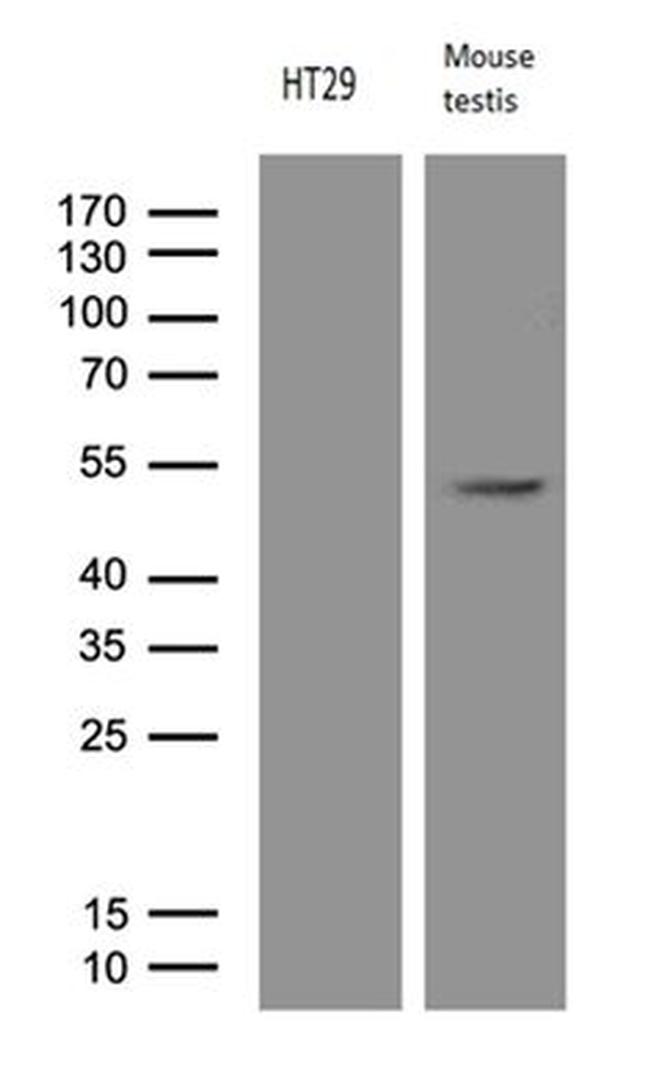 APOBEC4 Antibody in Western Blot (WB)