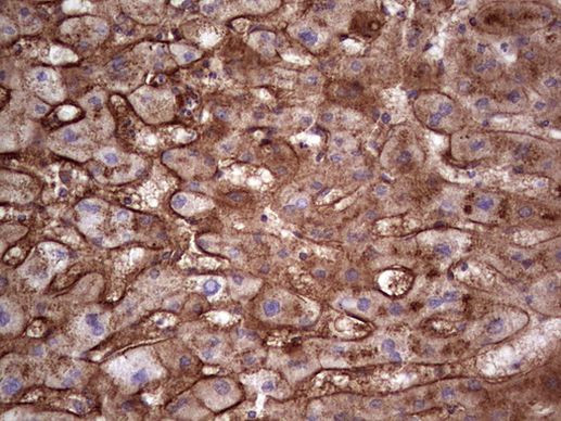 APOE Antibody in Immunohistochemistry (Paraffin) (IHC (P))