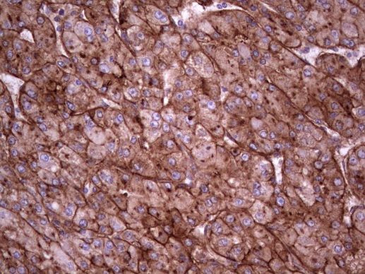 APOE Antibody in Immunohistochemistry (Paraffin) (IHC (P))