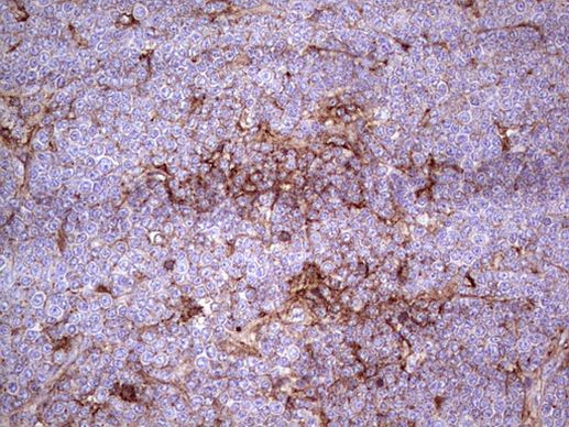 APOE Antibody in Immunohistochemistry (Paraffin) (IHC (P))