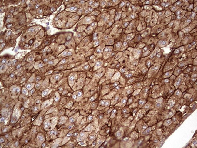 APOE Antibody in Immunohistochemistry (Paraffin) (IHC (P))