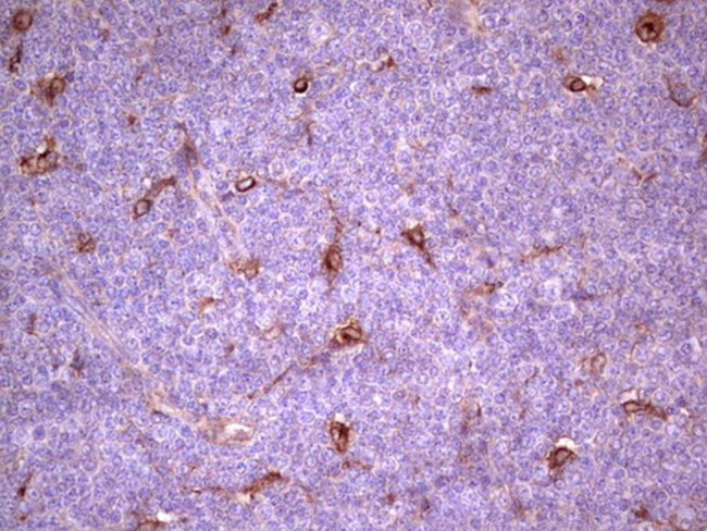 APOE Antibody in Immunohistochemistry (Paraffin) (IHC (P))