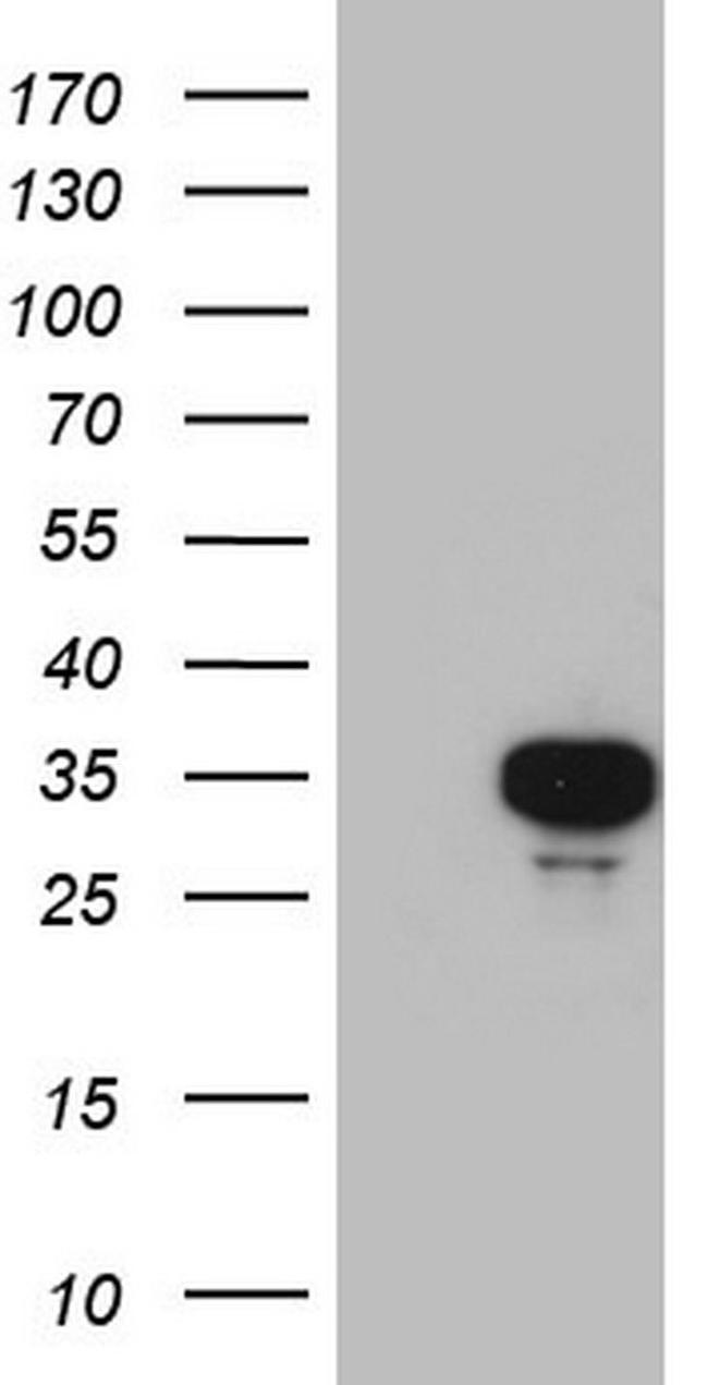 APOE Antibody in Western Blot (WB)