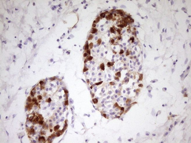 APOH Antibody in Immunohistochemistry (Paraffin) (IHC (P))