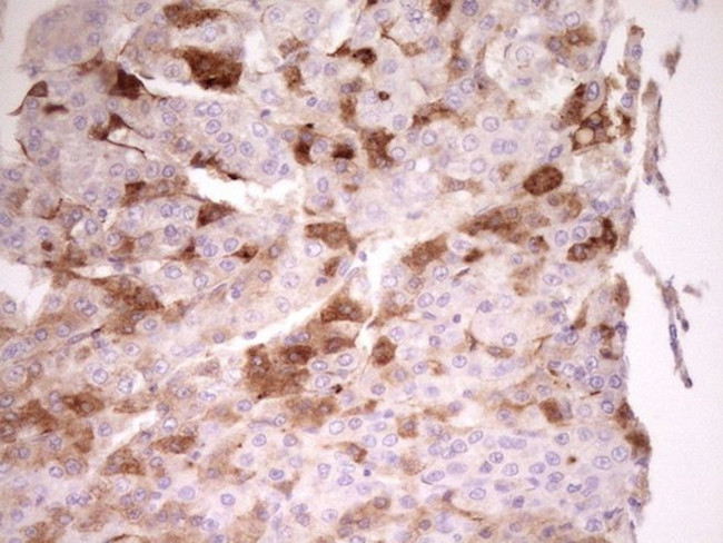 APOH Antibody in Immunohistochemistry (Paraffin) (IHC (P))