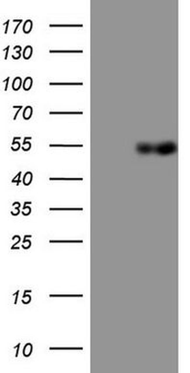 APOH Antibody in Western Blot (WB)