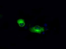 APP Antibody in Immunocytochemistry (ICC/IF)