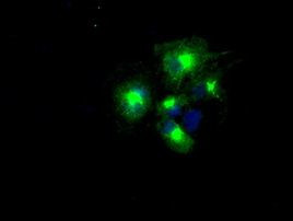 APP Antibody in Immunocytochemistry (ICC/IF)