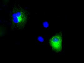 APP Antibody in Immunocytochemistry (ICC/IF)