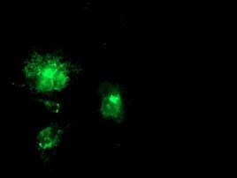 APP Antibody in Immunocytochemistry (ICC/IF)