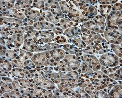 APP Antibody in Immunohistochemistry (Paraffin) (IHC (P))