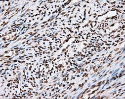 APP Antibody in Immunohistochemistry (Paraffin) (IHC (P))