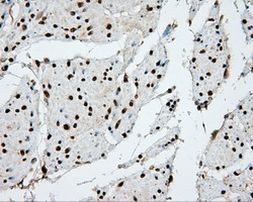 APP Antibody in Immunohistochemistry (Paraffin) (IHC (P))