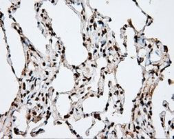 APP Antibody in Immunohistochemistry (Paraffin) (IHC (P))