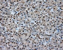 APP Antibody in Immunohistochemistry (Paraffin) (IHC (P))