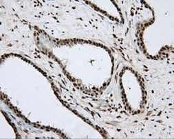 APP Antibody in Immunohistochemistry (Paraffin) (IHC (P))