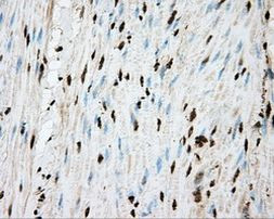 APP Antibody in Immunohistochemistry (Paraffin) (IHC (P))