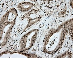 APP Antibody in Immunohistochemistry (Paraffin) (IHC (P))