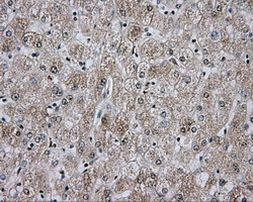 APP Antibody in Immunohistochemistry (Paraffin) (IHC (P))