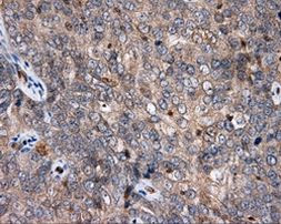 APP Antibody in Immunohistochemistry (Paraffin) (IHC (P))