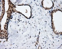 APP Antibody in Immunohistochemistry (Paraffin) (IHC (P))