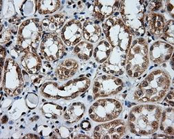 APP Antibody in Immunohistochemistry (Paraffin) (IHC (P))