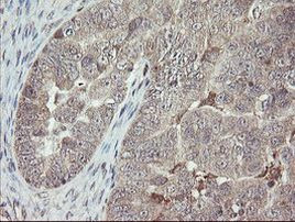 APP Antibody in Immunohistochemistry (Paraffin) (IHC (P))