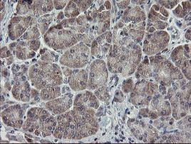 APP Antibody in Immunohistochemistry (Paraffin) (IHC (P))