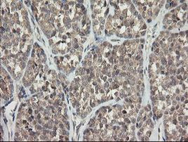 APP Antibody in Immunohistochemistry (Paraffin) (IHC (P))