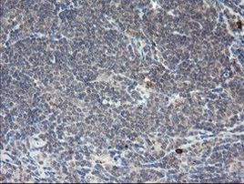 APP Antibody in Immunohistochemistry (Paraffin) (IHC (P))