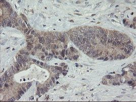 APP Antibody in Immunohistochemistry (Paraffin) (IHC (P))