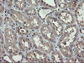 APP Antibody in Immunohistochemistry (Paraffin) (IHC (P))