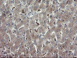 APP Antibody in Immunohistochemistry (Paraffin) (IHC (P))