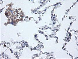 APP Antibody in Immunohistochemistry (Paraffin) (IHC (P))