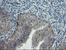 APP Antibody in Immunohistochemistry (Paraffin) (IHC (P))